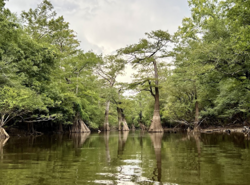 A serene river scene with cypress trees reflecting in calm water, surrounded by lush greenery under a cloudy sky.