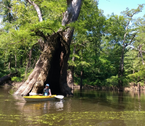 A person in a kayak near a large, hollow tree surrounded by lush greenery and calm water.