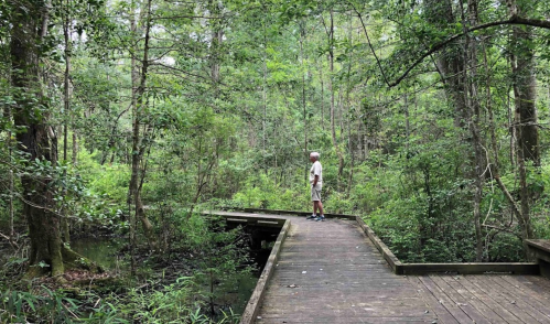 A person stands on a wooden boardwalk surrounded by lush green trees and vegetation in a serene forest setting.