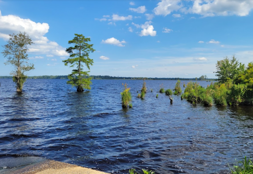A serene lake scene with trees partially submerged in water under a blue sky with fluffy clouds.