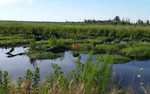 A serene wetland scene with tall grasses, water, and a deer standing on a small island of greenery.