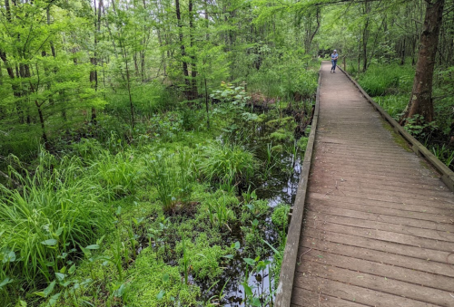A wooden boardwalk winds through a lush green wetland, surrounded by vibrant foliage and calm water.
