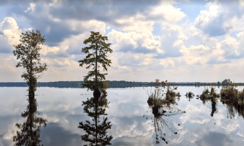 Serene lake scene with trees reflecting on calm water under a cloudy sky.