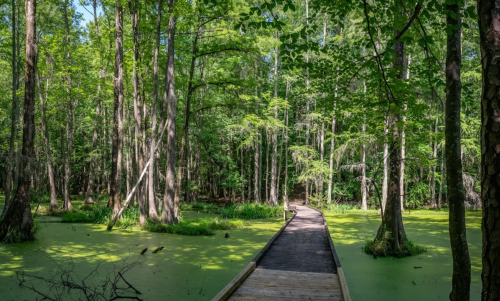 A wooden boardwalk leads through a lush green swamp, surrounded by tall trees and vibrant foliage.