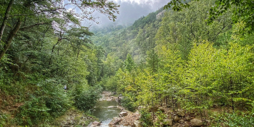 Lush green forest with a winding stream and misty mountains in the background.