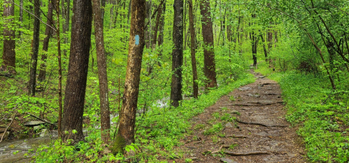 A lush green forest path lined with trees and foliage, leading alongside a small stream.