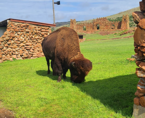 A bison grazes on green grass near stone ruins under a clear blue sky.