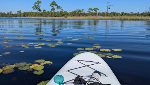 A paddleboard floats on calm water, surrounded by lily pads and trees under a clear blue sky.