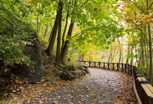 A winding path through a forest with green and yellow leaves, bordered by rocks and a wooden fence.