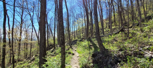 A winding trail through a forest with tall trees and green underbrush under a clear blue sky.