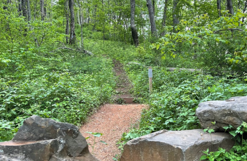 A narrow, winding path leads through lush greenery and trees, with stone steps visible in the distance.