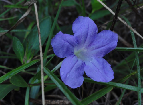 A single purple flower with droplets of water, surrounded by green grass and leaves.
