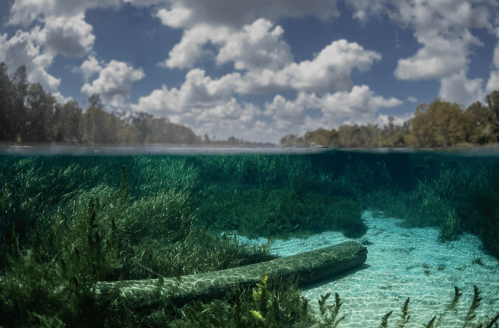 A serene underwater scene with clear water, lush green plants, and a log resting on the sandy bottom, under a cloudy sky.