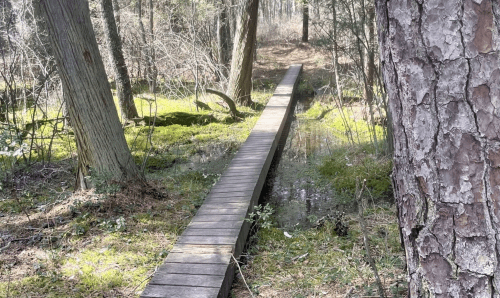 A wooden walkway stretches through a forested area, surrounded by trees and mossy ground.