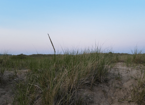 A sandy landscape with tall grass under a soft blue and pink sky at dusk.
