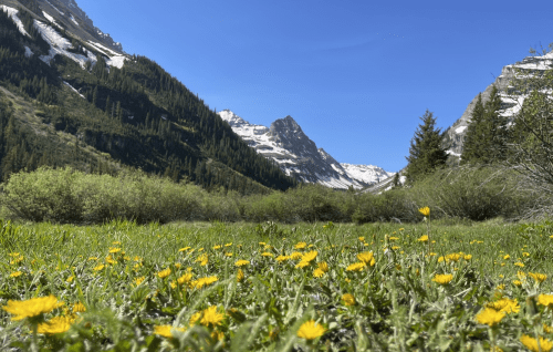 A vibrant meadow with yellow flowers in the foreground, surrounded by mountains and a clear blue sky.