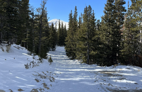 A snowy trail winding through tall evergreen trees, with a mountain visible in the distance under a clear blue sky.