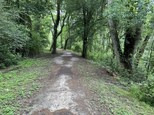 A serene, tree-lined path winding through a lush green forest.