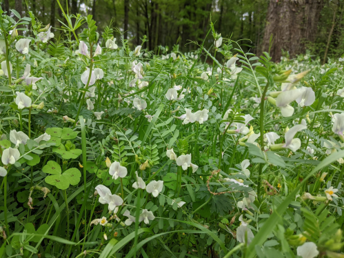 A lush green field filled with white flowers and clover, surrounded by trees in a serene natural setting.