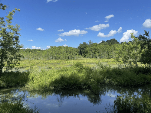 A serene wetland scene with lush greenery, a calm water body, and a clear blue sky dotted with clouds.