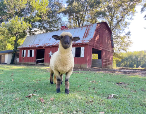 A young sheep stands in front of a rustic red barn surrounded by green grass and trees.