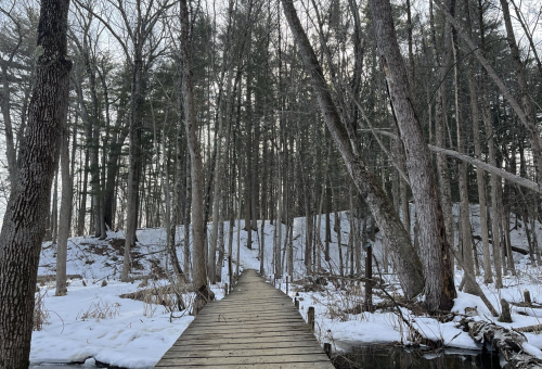 A wooden boardwalk leads through a snowy forest with tall trees and a serene atmosphere.