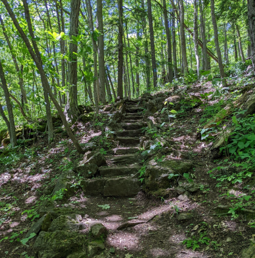 Stone steps lead up through a lush green forest, surrounded by trees and foliage. Sunlight filters through the leaves.