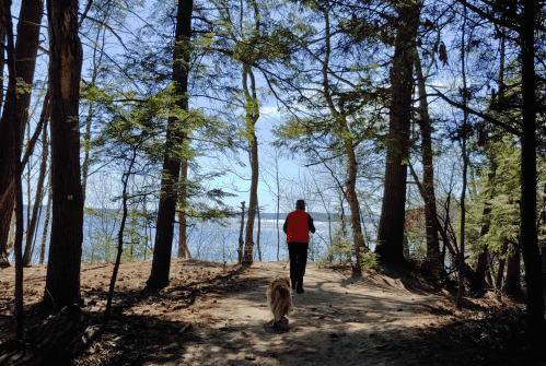 A person in a red jacket walks a dog along a path by a lake, surrounded by tall trees and blue skies.