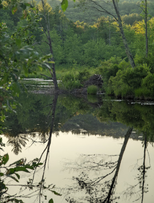 A serene landscape featuring a calm pond reflecting trees and greenery, surrounded by lush vegetation.