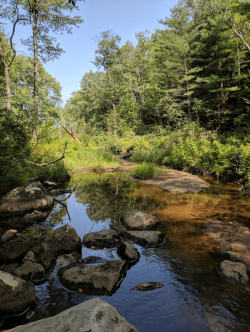 A serene stream flows through a lush green forest, with rocks scattered along the water's edge under a clear blue sky.
