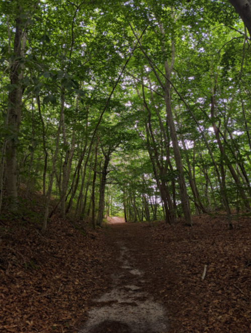 A serene forest path lined with trees, leading into a lush green canopy above.