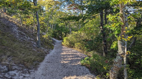 A sandy path winds through a lush green forest with trees and shrubs on either side.