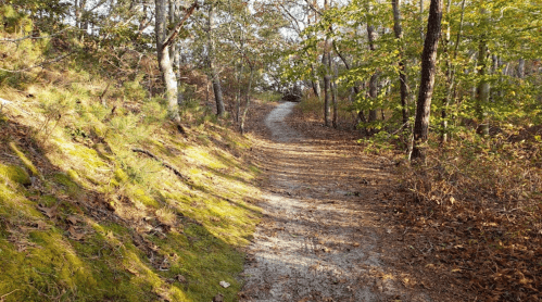 A winding dirt path through a wooded area, surrounded by trees and fallen leaves.