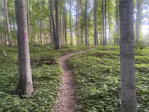 A winding dirt path through a lush green forest with tall trees and sunlight filtering through the leaves.
