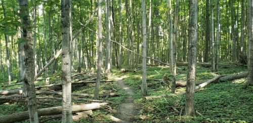 A serene forest scene with tall trees, fallen logs, and a narrow path winding through lush green undergrowth.