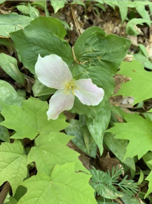 A delicate pink flower blooms among green leaves in a natural setting.