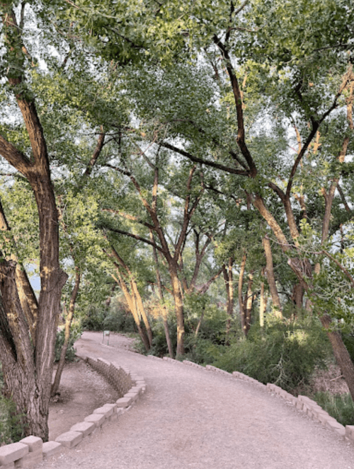 A winding dirt path through a lush, green forest with tall trees and soft sunlight filtering through the leaves.