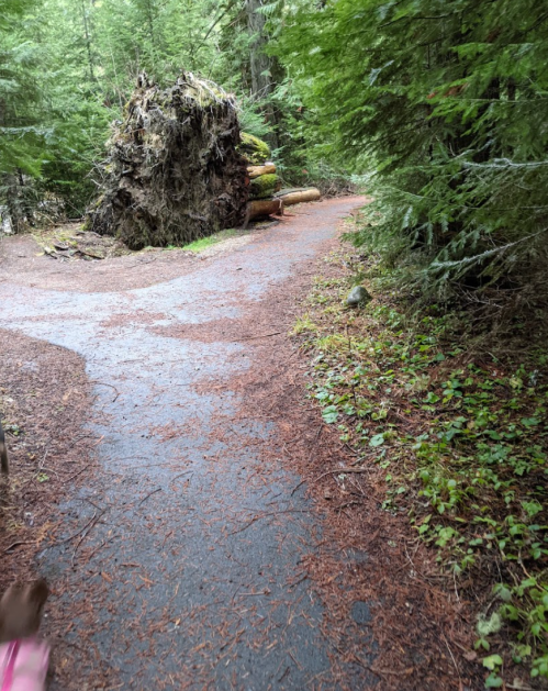 A winding forest path surrounded by tall trees and fallen logs, with pine needles covering the ground.