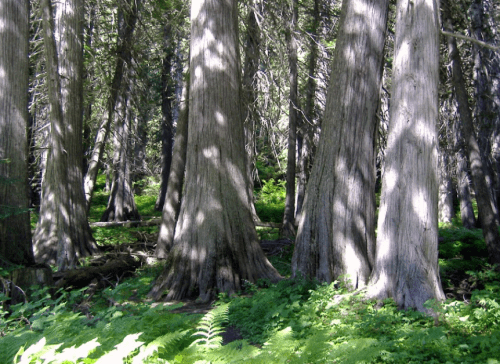 A dense forest with tall trees and ferns, sunlight filtering through the leaves, creating dappled shadows on the ground.