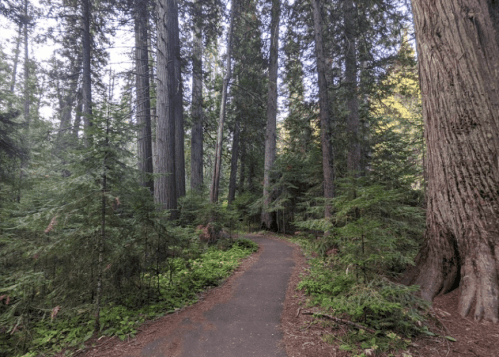 A winding path through a dense forest of tall trees and lush greenery.