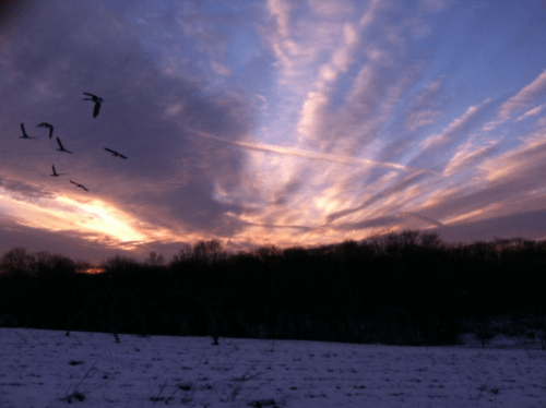 A winter sunset with colorful clouds and birds flying across the sky over a snowy landscape.