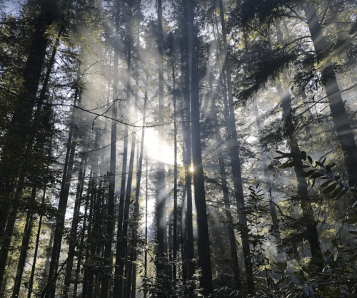 Sunlight streams through tall trees in a misty forest, creating a serene and ethereal atmosphere.