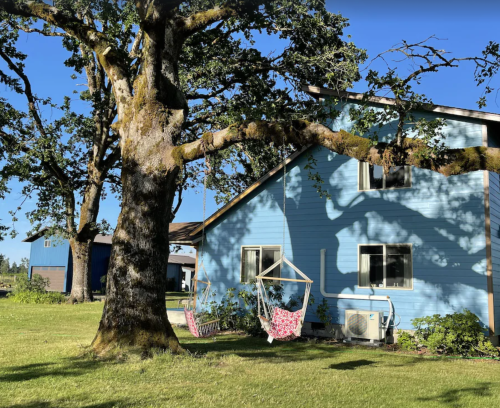 A blue house with a large tree and two hanging hammocks in a sunny yard.