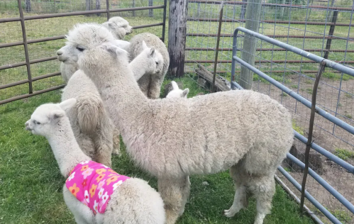 A group of fluffy alpacas, including one wearing a colorful sweater, stands together in a grassy enclosure.