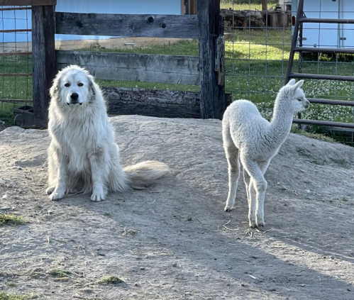 A fluffy white dog sits beside a young, fluffy alpaca on a dirt patch near a wooden fence.