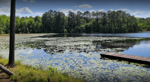 A serene lake surrounded by lush greenery, with lily pads floating on the water and a wooden dock extending into the lake.