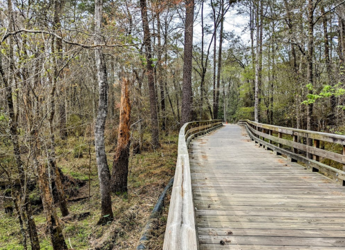 A wooden boardwalk winding through a lush, green forest with tall trees and a serene atmosphere.