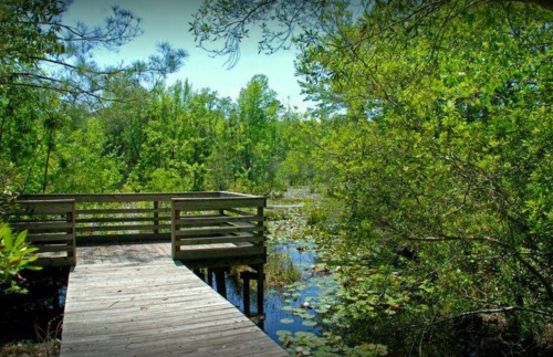 A wooden boardwalk extends over a serene, green wetland filled with lily pads and surrounded by lush trees.