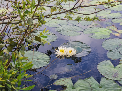 White water lilies bloom on a serene pond, surrounded by large green lily pads and gentle reflections.