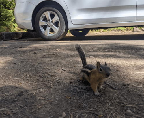 A squirrel with striped fur stands on the ground near a parked white car.
